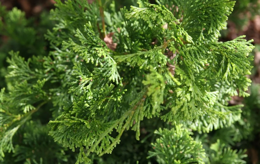 Гребенщик четырёхтычинковый