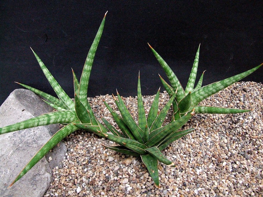 Ammania senegalensis