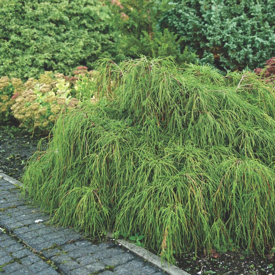 Мискантус китайский sinensis