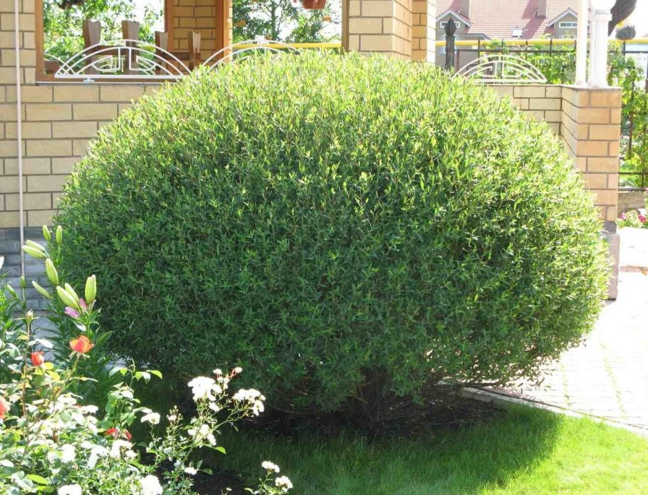 Аммания бонсай