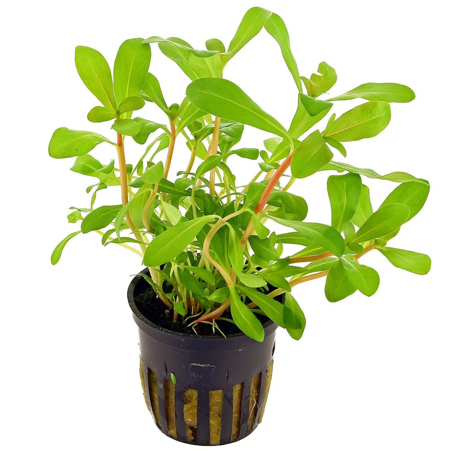 Ива шаровидная Нана