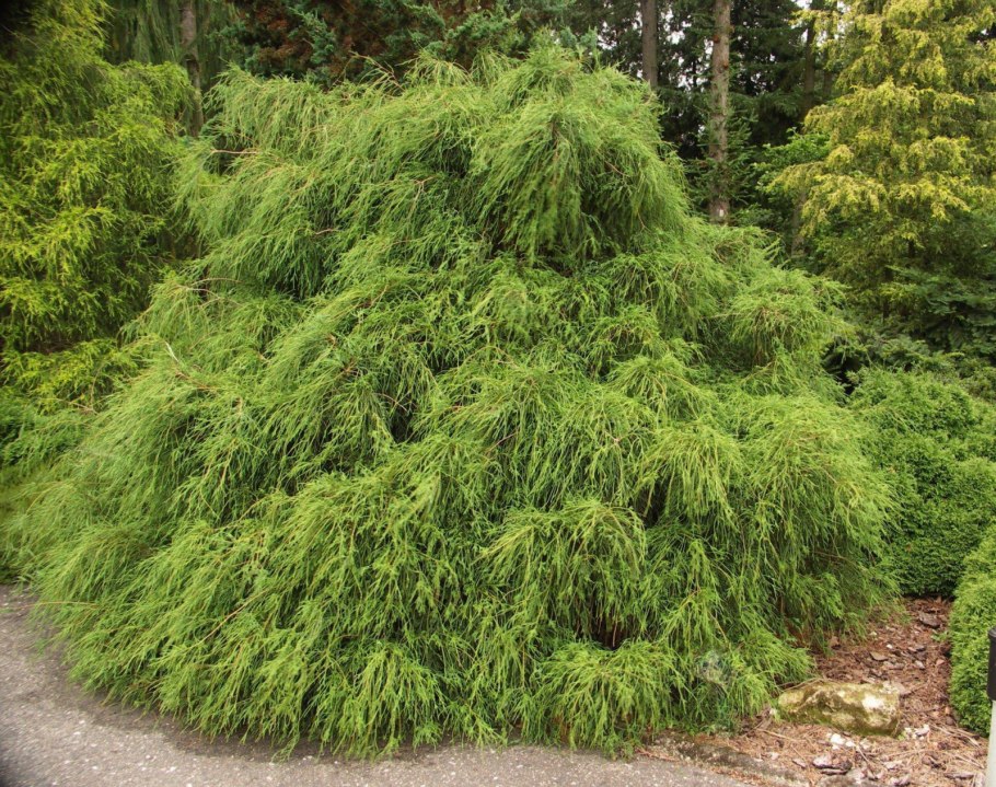 Эрика дарленская Дарлей Дэйл