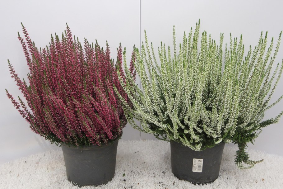 Лиственница плакучая