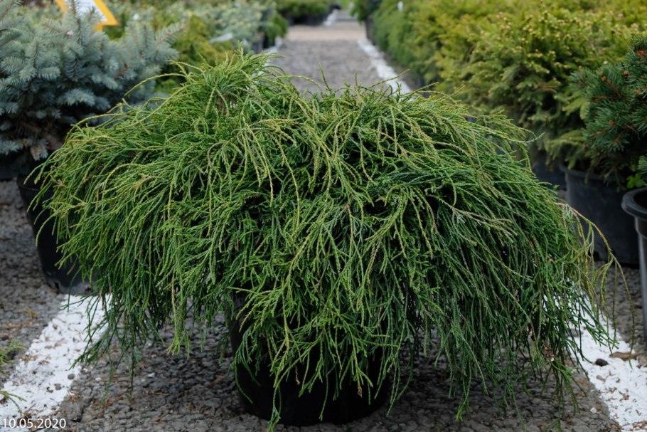 Бересклет Компактус