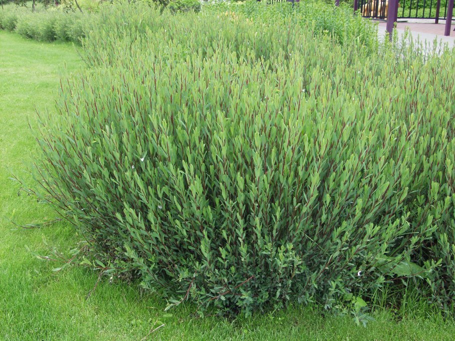 Ива гибридная Маяк