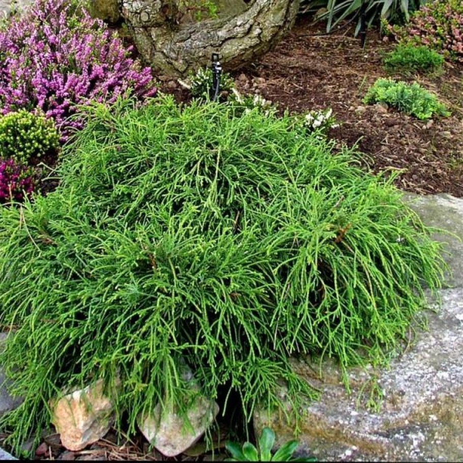 Мискантус китайский Грацилимус