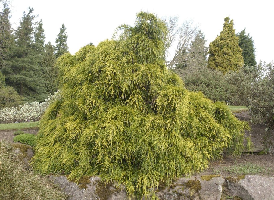 Тсуга канадская Tsuga canadensis