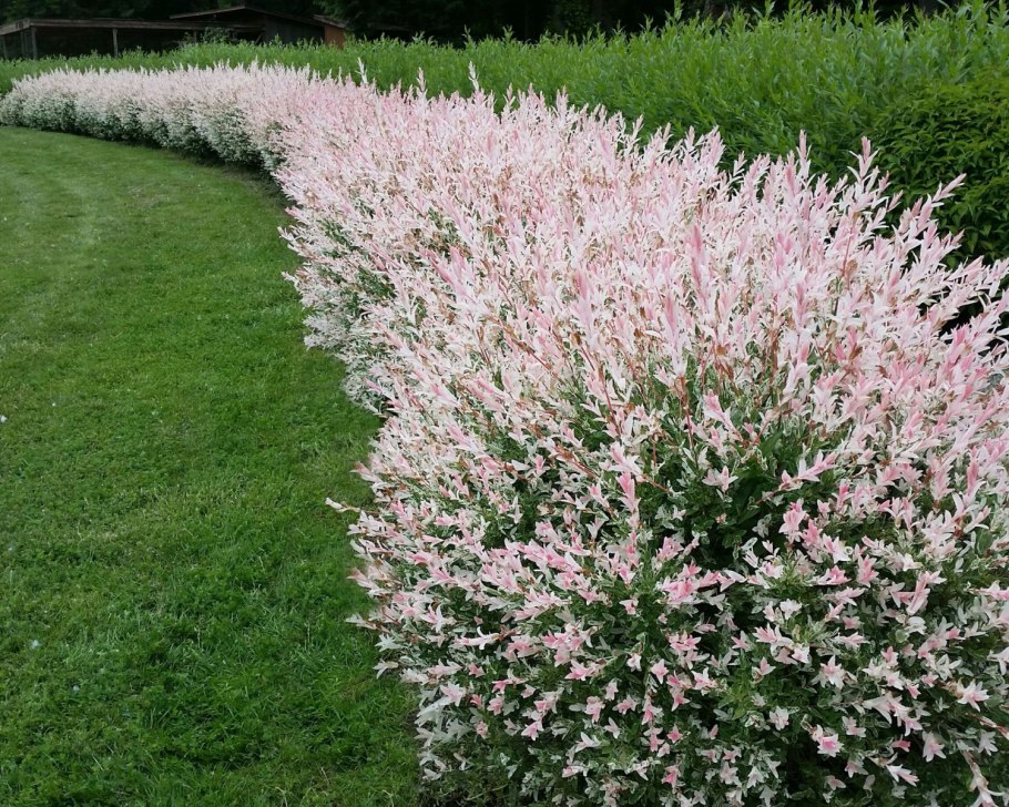 Calluna vulgaris микс