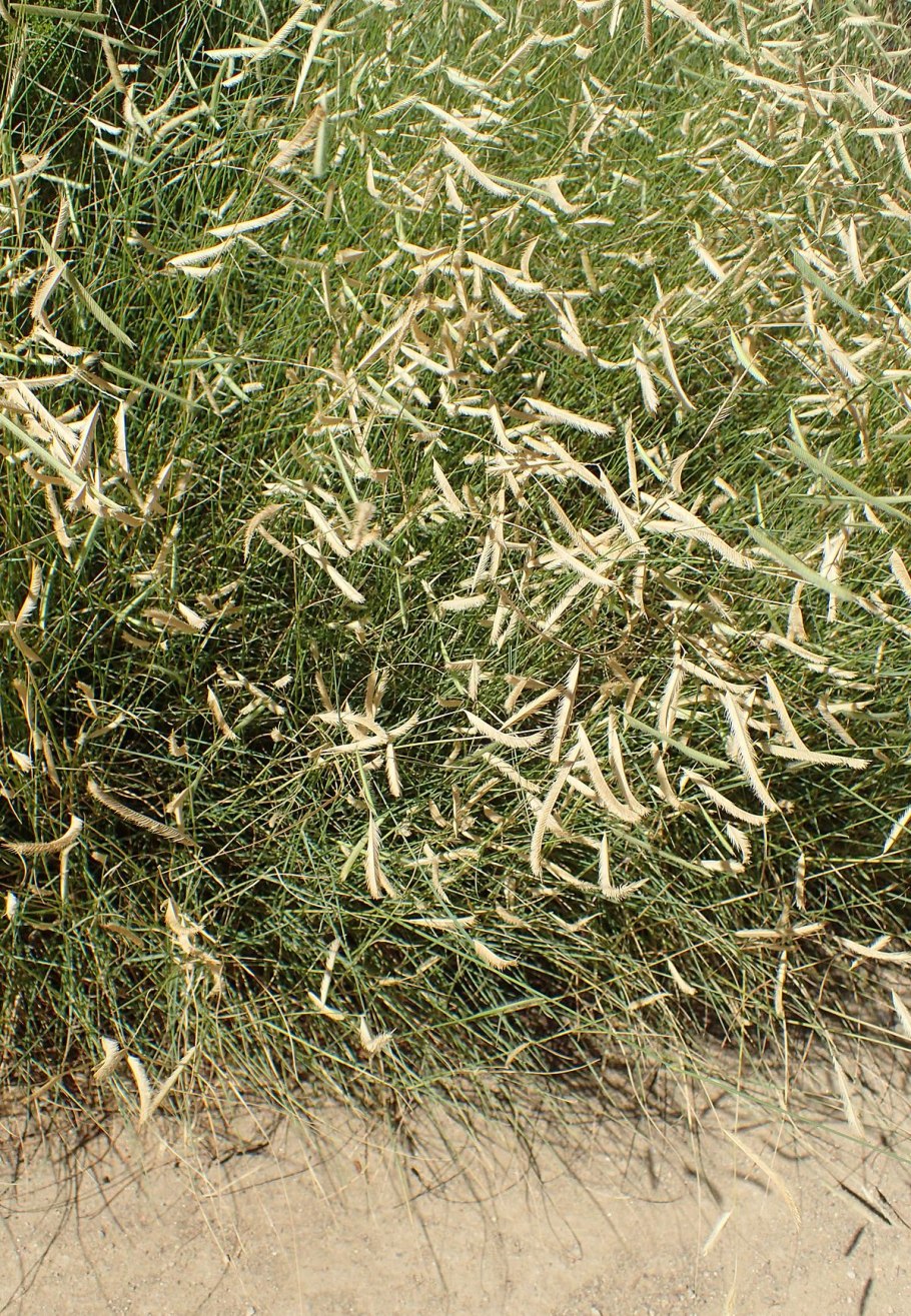 Тамарикс изящный Tamarix gracilis