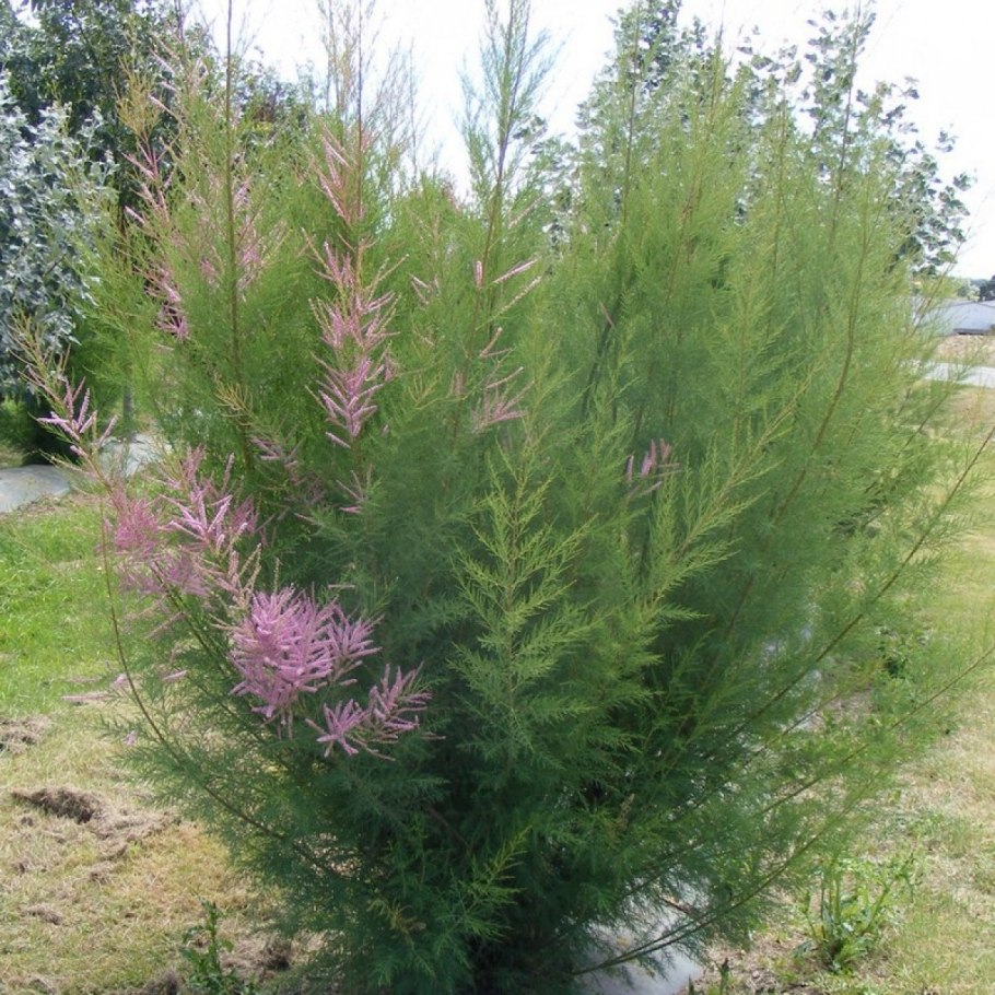 Ива пурпурная Salix purpurea Nana