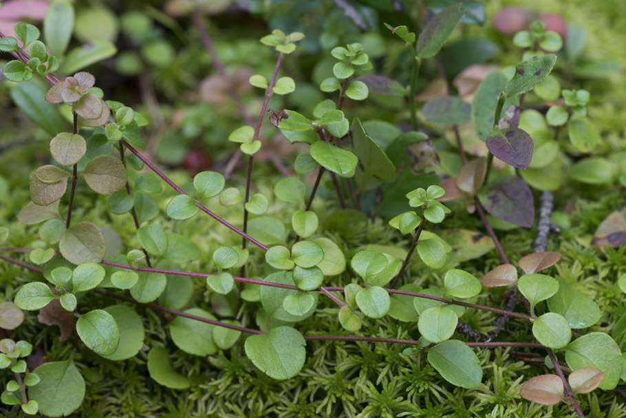 Linnaea Borealis ареал