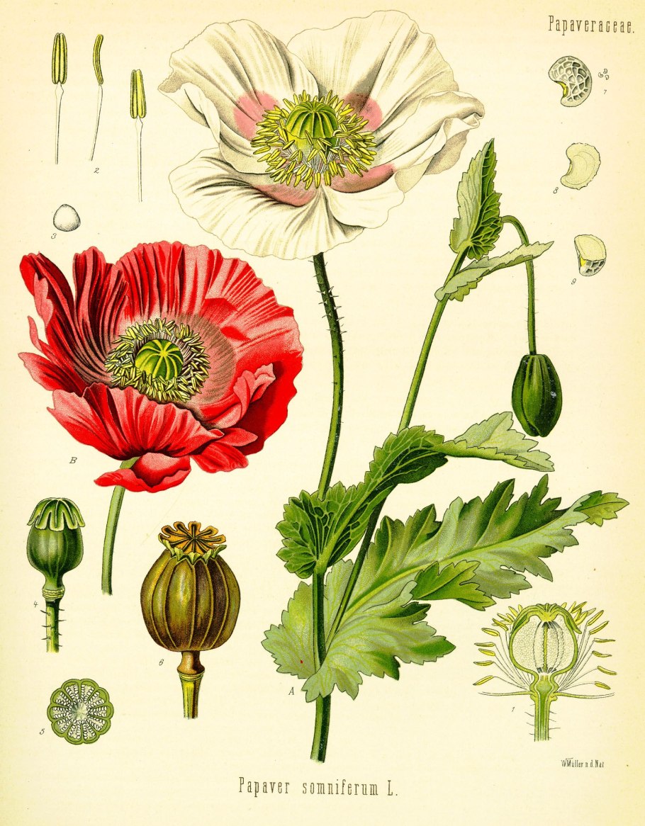 Мак снотворный – Papaver somniferum l.