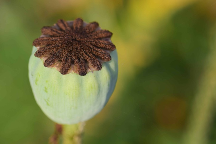 Порядок маковые