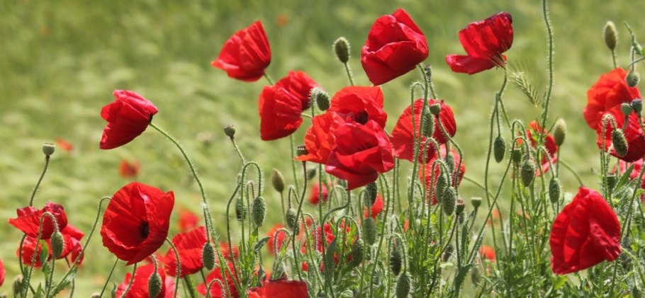 Мак полевой (Мак-самосейка