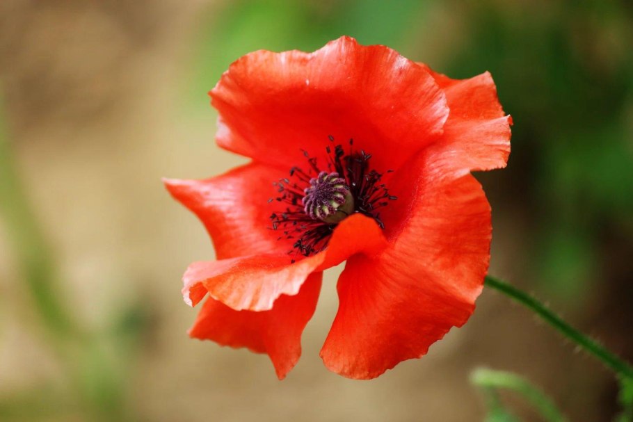 Мак снотворный семена