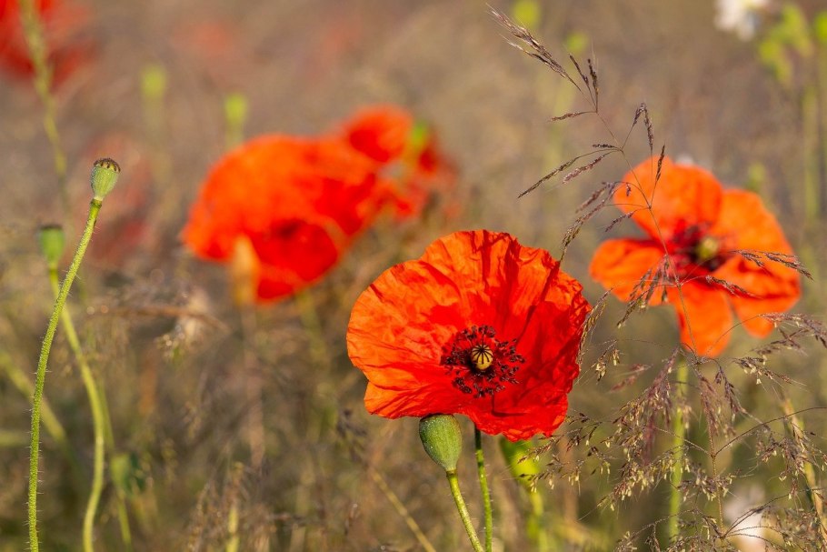 Героин из мака