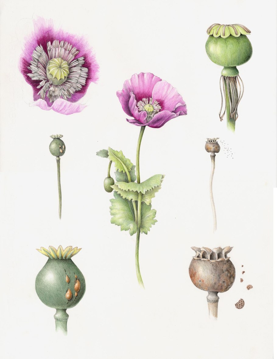 Papaver somniferum Ботаническая иллюстрация