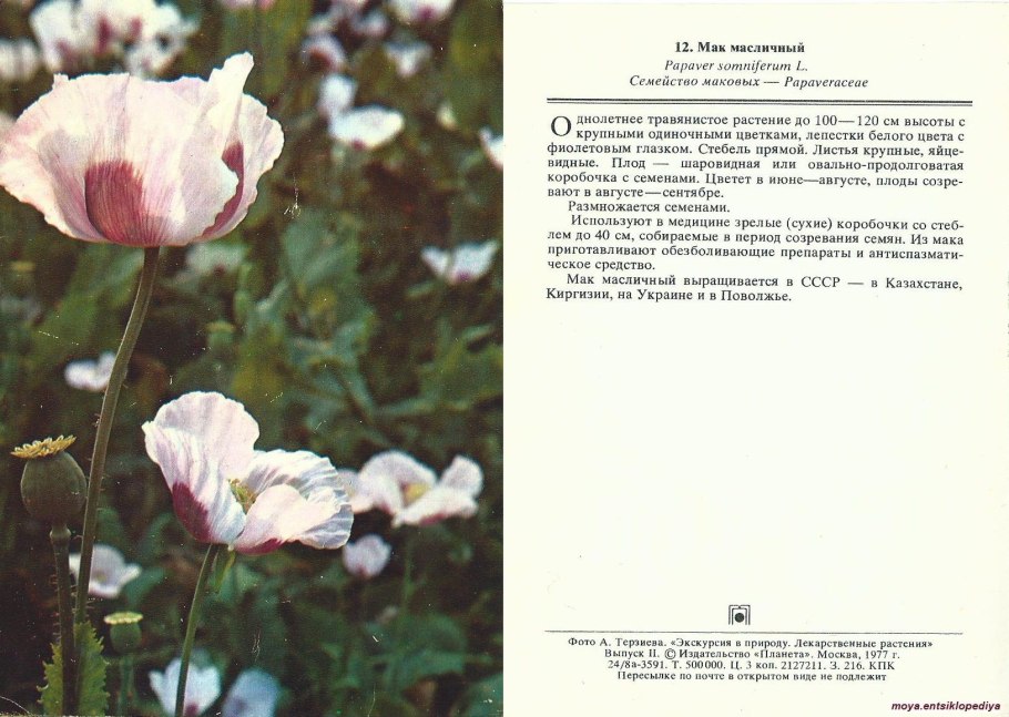 Мак масличная культура