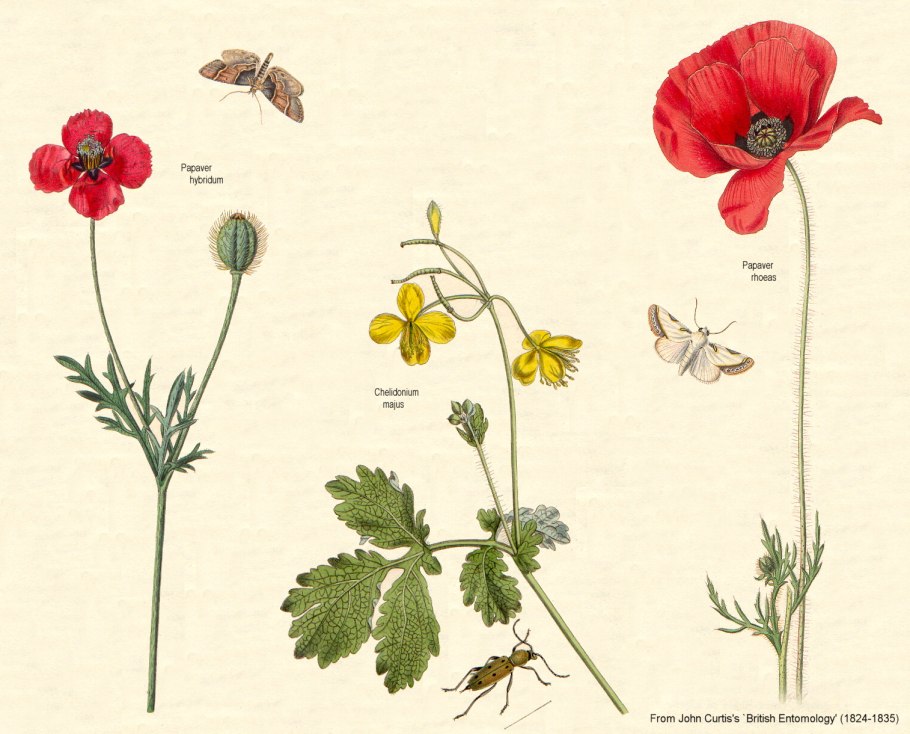 Семейство маковые Papaveraceae