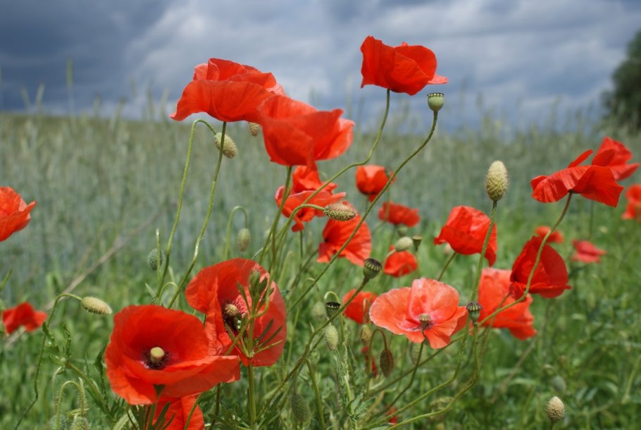 Мак полевой самосейка