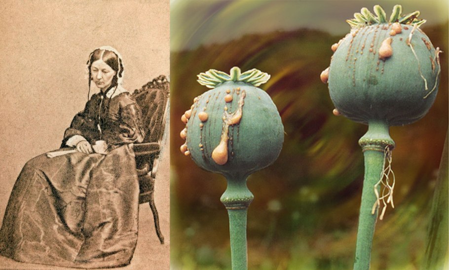 Папавер Ladybird