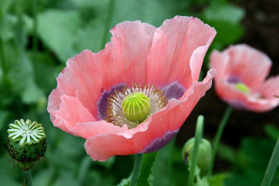 Растение вида Papaver somniferum l