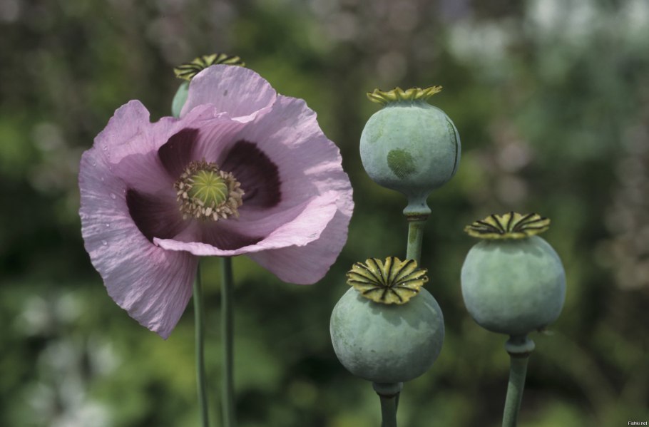 Мак опийный (Papaver somniferum)