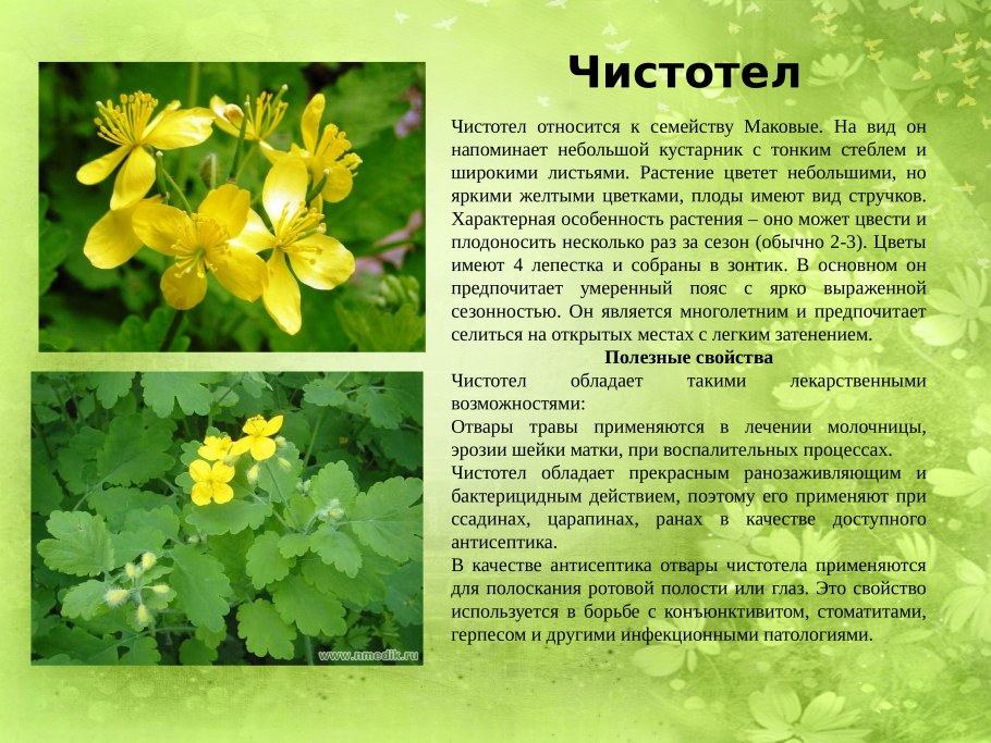 Чистотел семейство