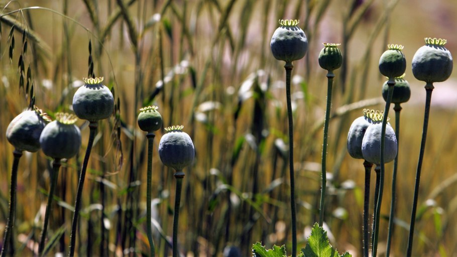 Варлих в.к русские лекарственные растения