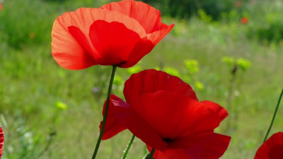 Мак полевой коробочка