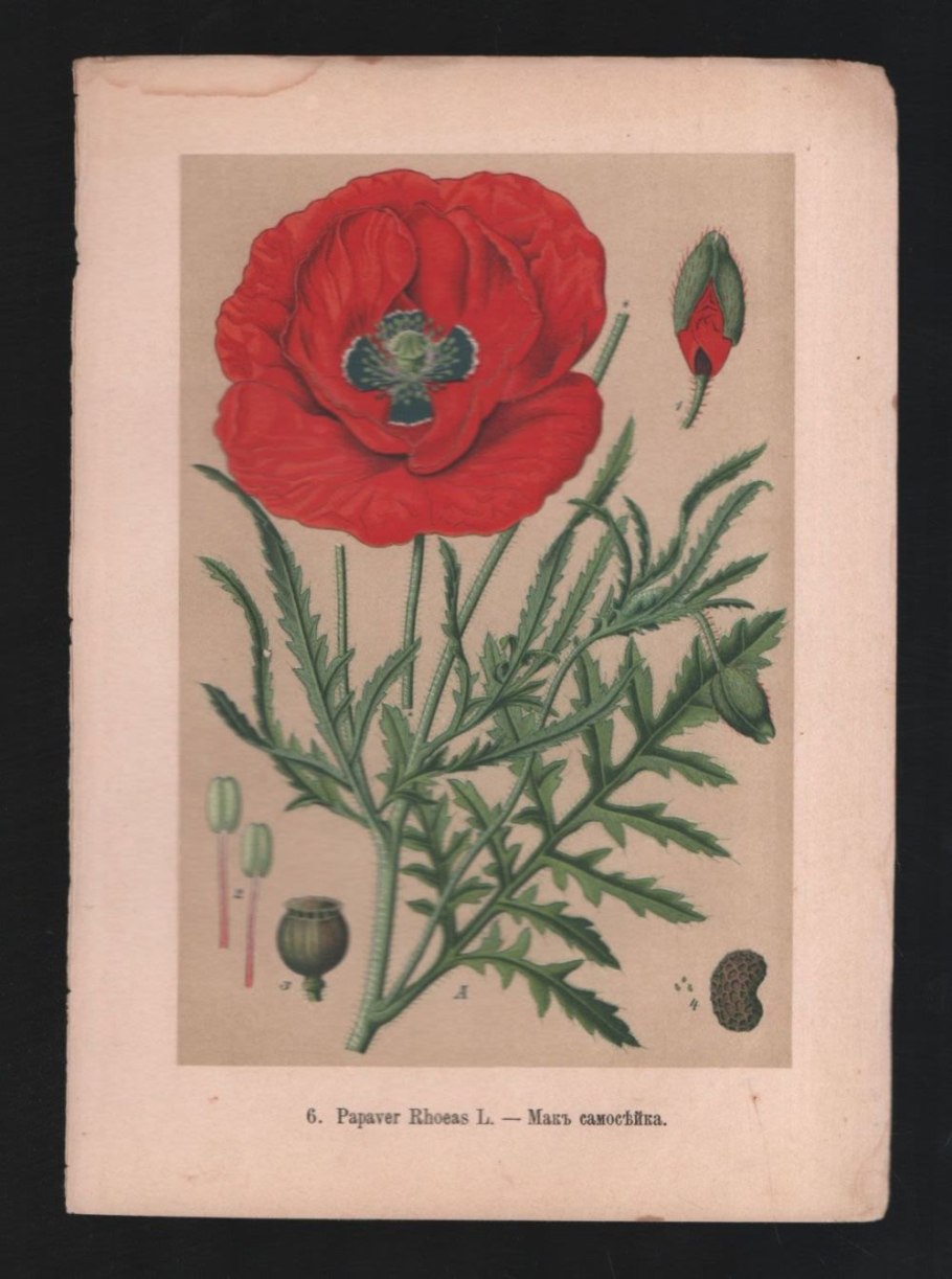 Мак самосейка