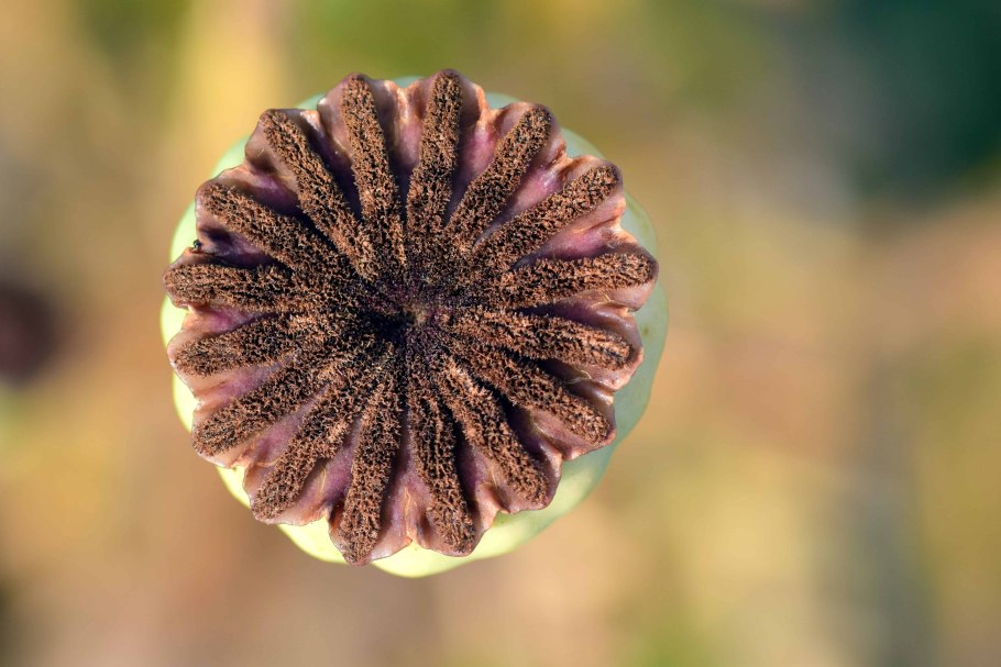 Мак оранжевый высокий