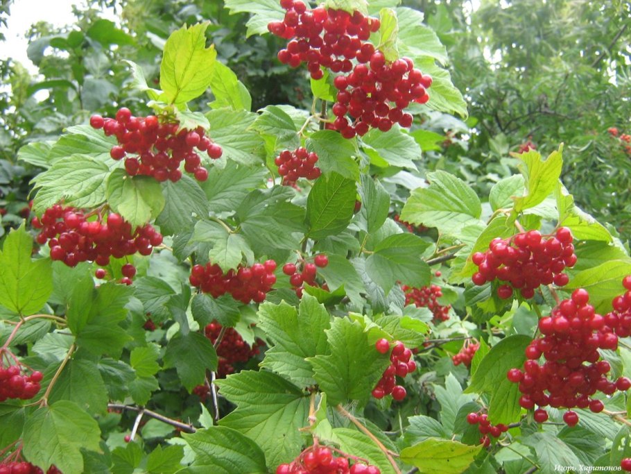 Калина обыкновенная Шукшинская