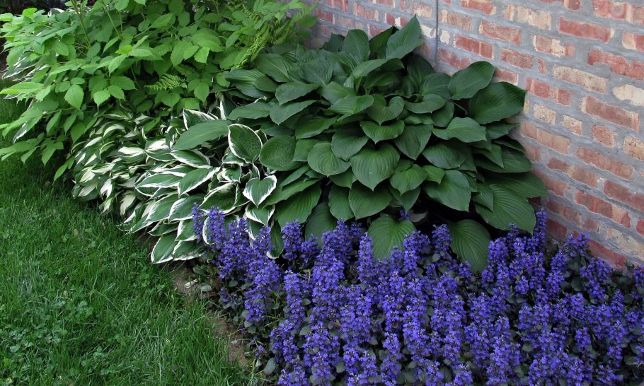 Пираканта ред рост