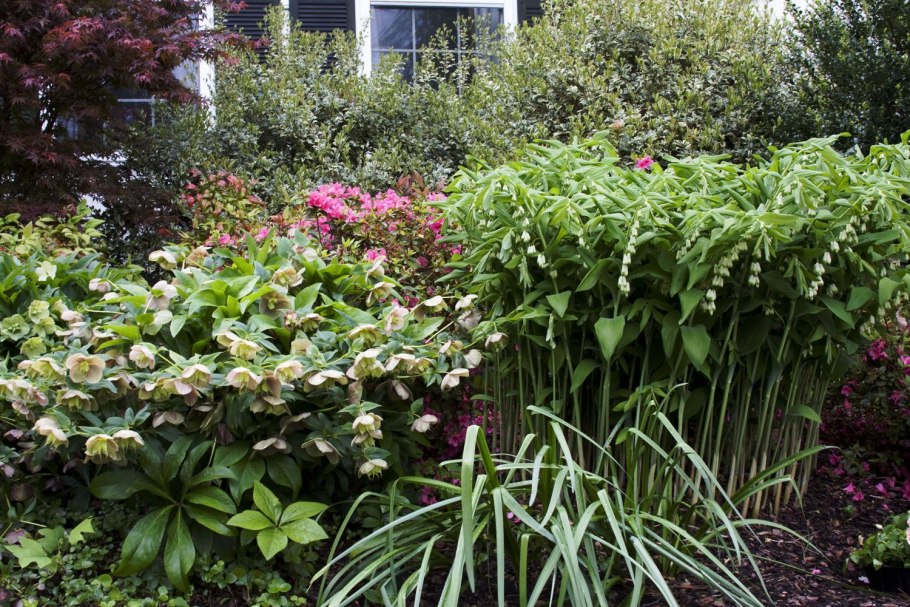 Хоста папоротник астильба