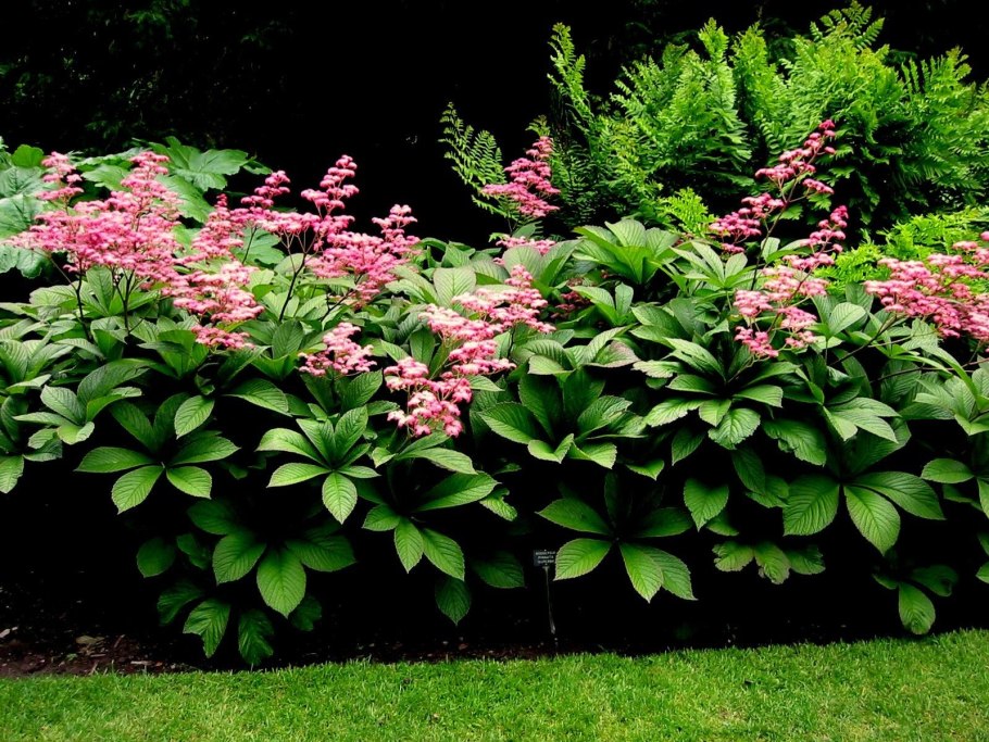 Калина гордовина Viburnum Lantana