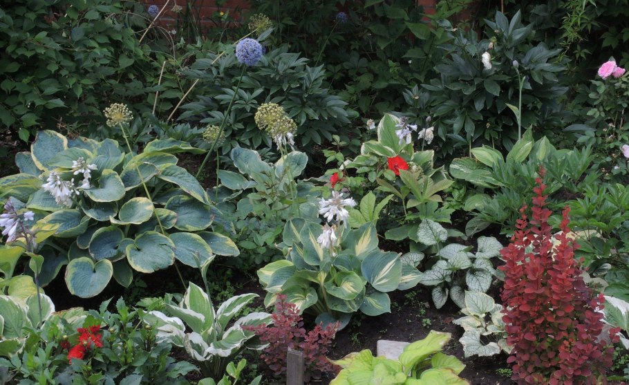 Тенелюбивые садовые многолетники кустарники