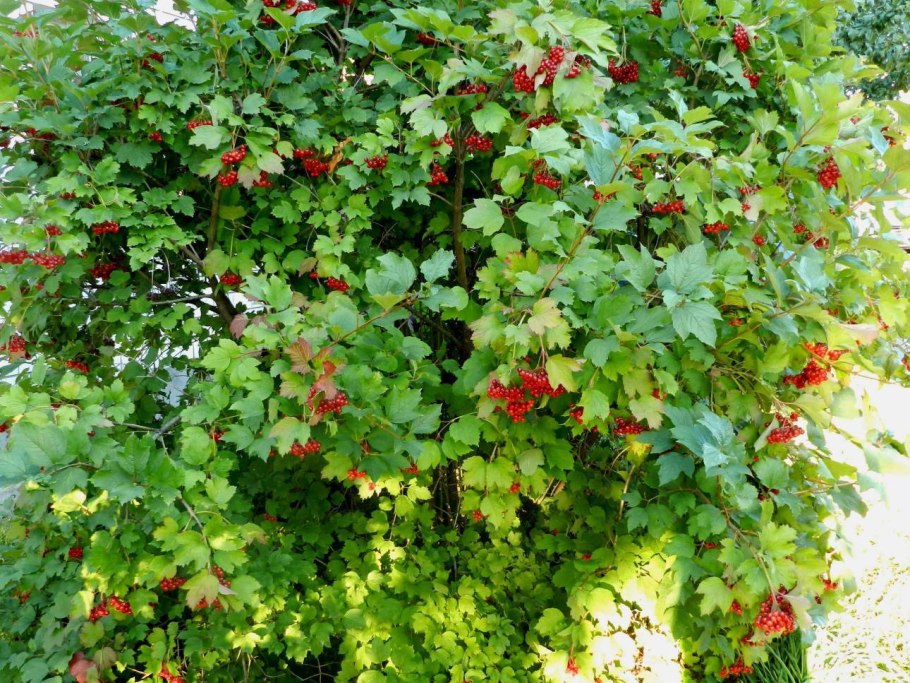 Айва японская Chaenomeles japonica