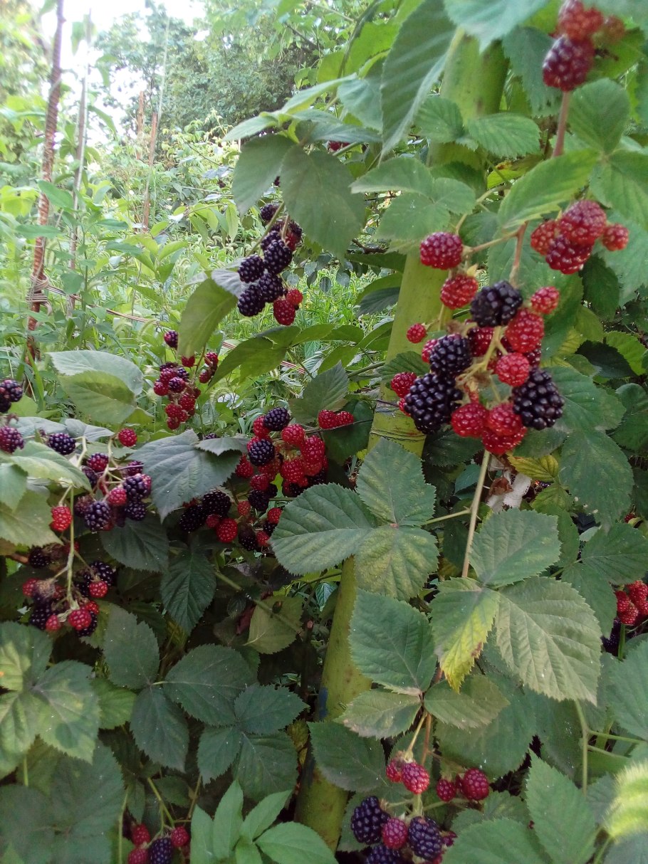 Калина обыкновенная куст