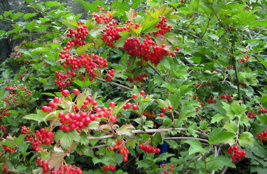 Арункус / Волжанка двудомная