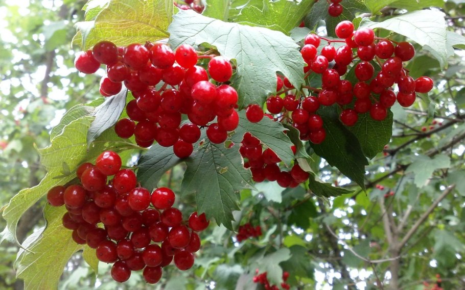 Калина плодовая таежные рубины