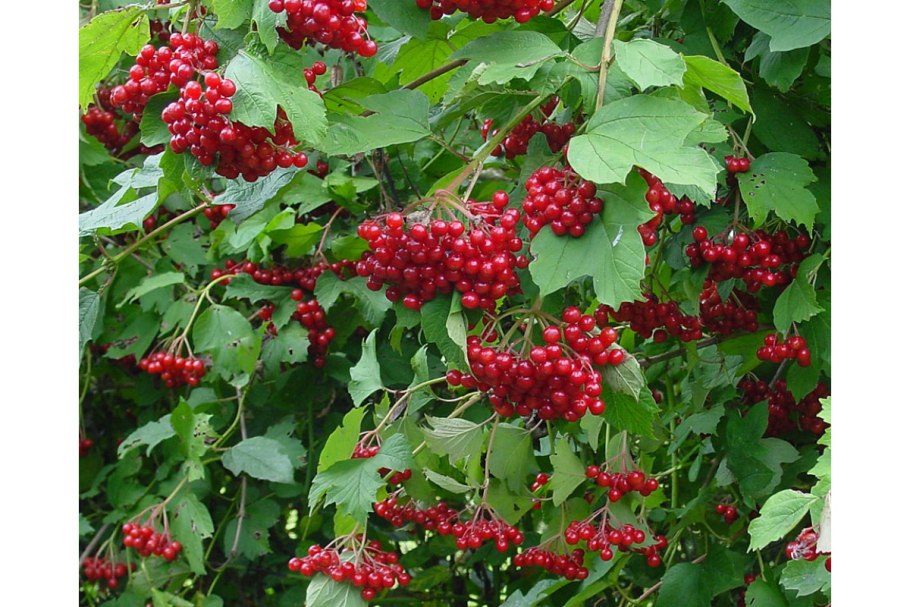 Калина в саду