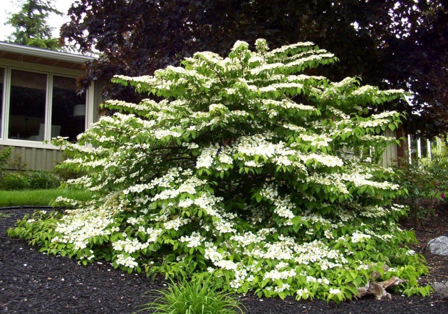 Калина складчатая 'Ватанабе' Viburnum plicatum 'watanabe'