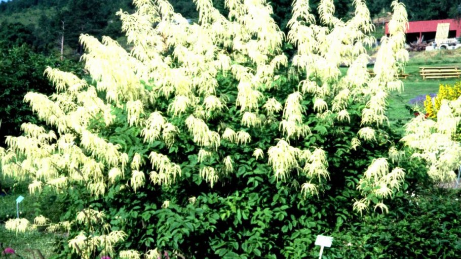 Миксбордер из хвойных и многолетников схемы