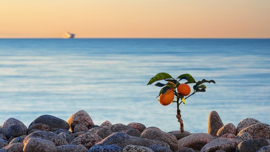 Абхазия мандарины море