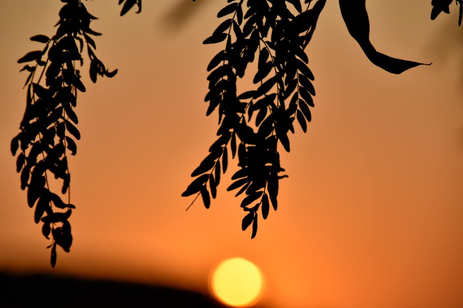 Листья оливы natures Sun