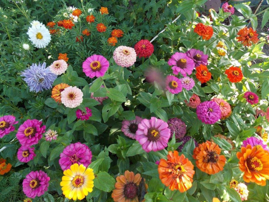 Раноцветущие однолетники