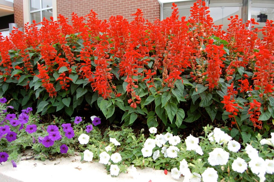 Сальвия блестящая (Salvia splendens)