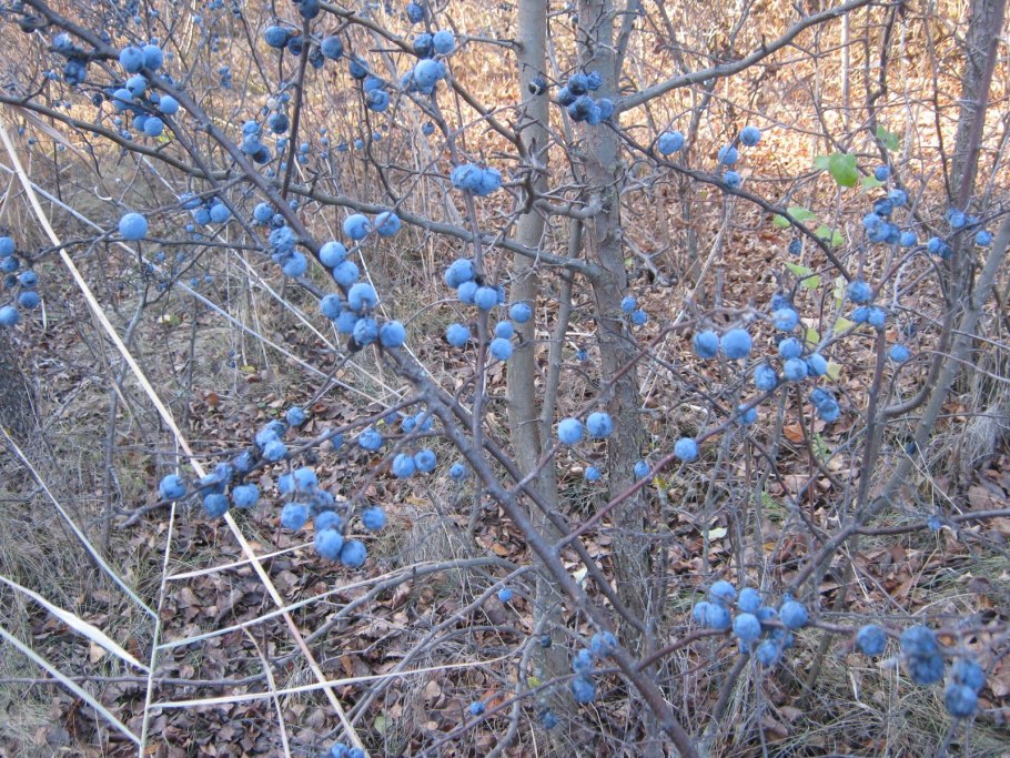 Дерен зеленокорый