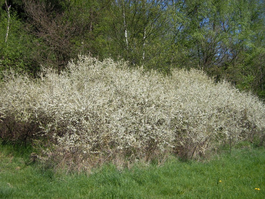 Blackthorn дерево